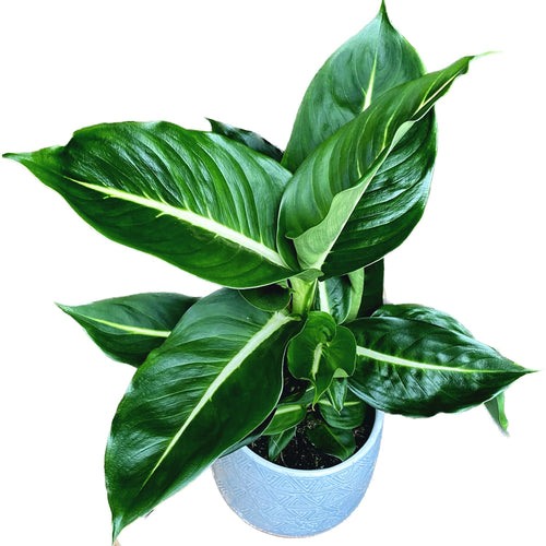 dieffenbachia green magic ingrijire Dieffenbachia 'Green Magic' – Secret Garden Plant Shop