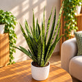 Sansevieria 'Silver Princess' - esemplari XL