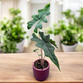 Alocasia 'Jacklyn' (roślinka młoda) 2-3 liście