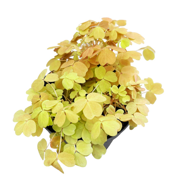 Oxalis Sunset Velvet Yellow