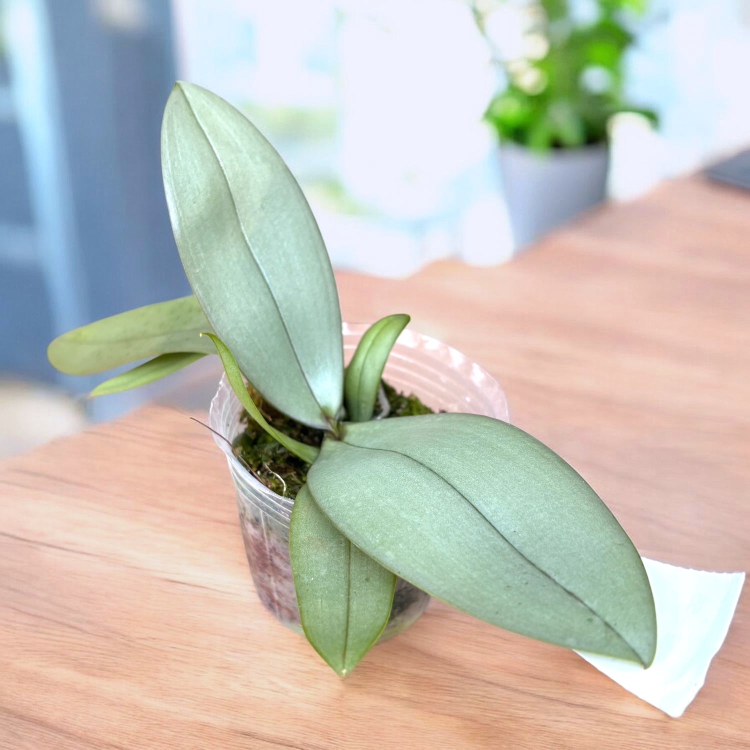 Phalaenopsis Bronze Maiden (schilleriana × mannii 'Black')