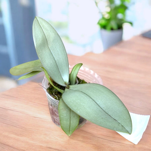 Phalaenopsis Bronze Maiden (schilleriana × mannii 'Black')