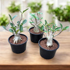 Adenium arabicum 'Baobab' D15