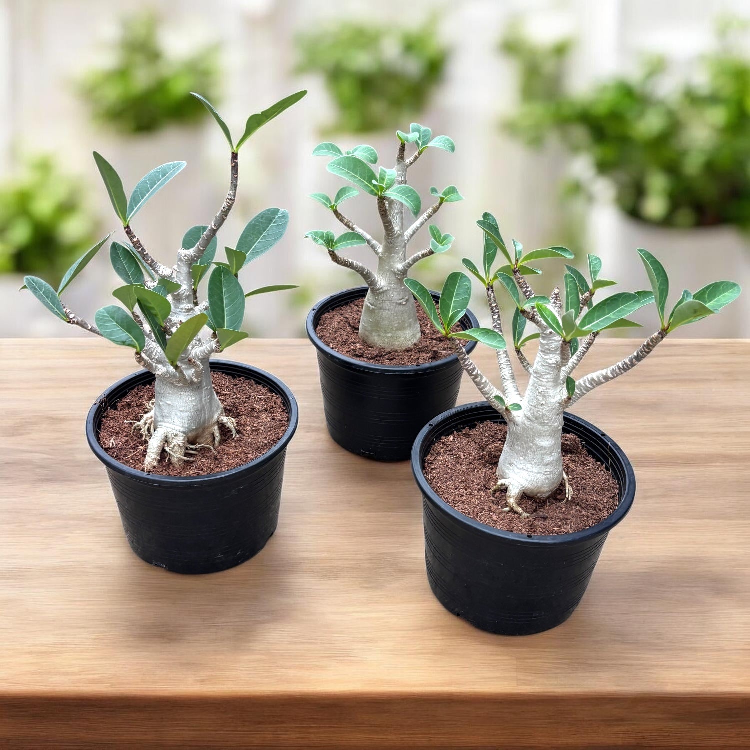 Adenium arabicum 'Baobab' D15