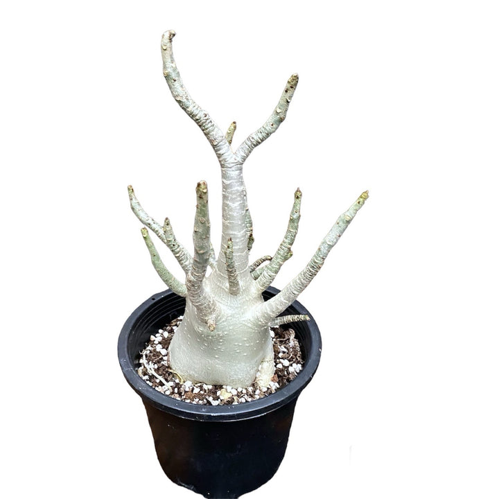 Adenium arabicum 'Baobab' D15