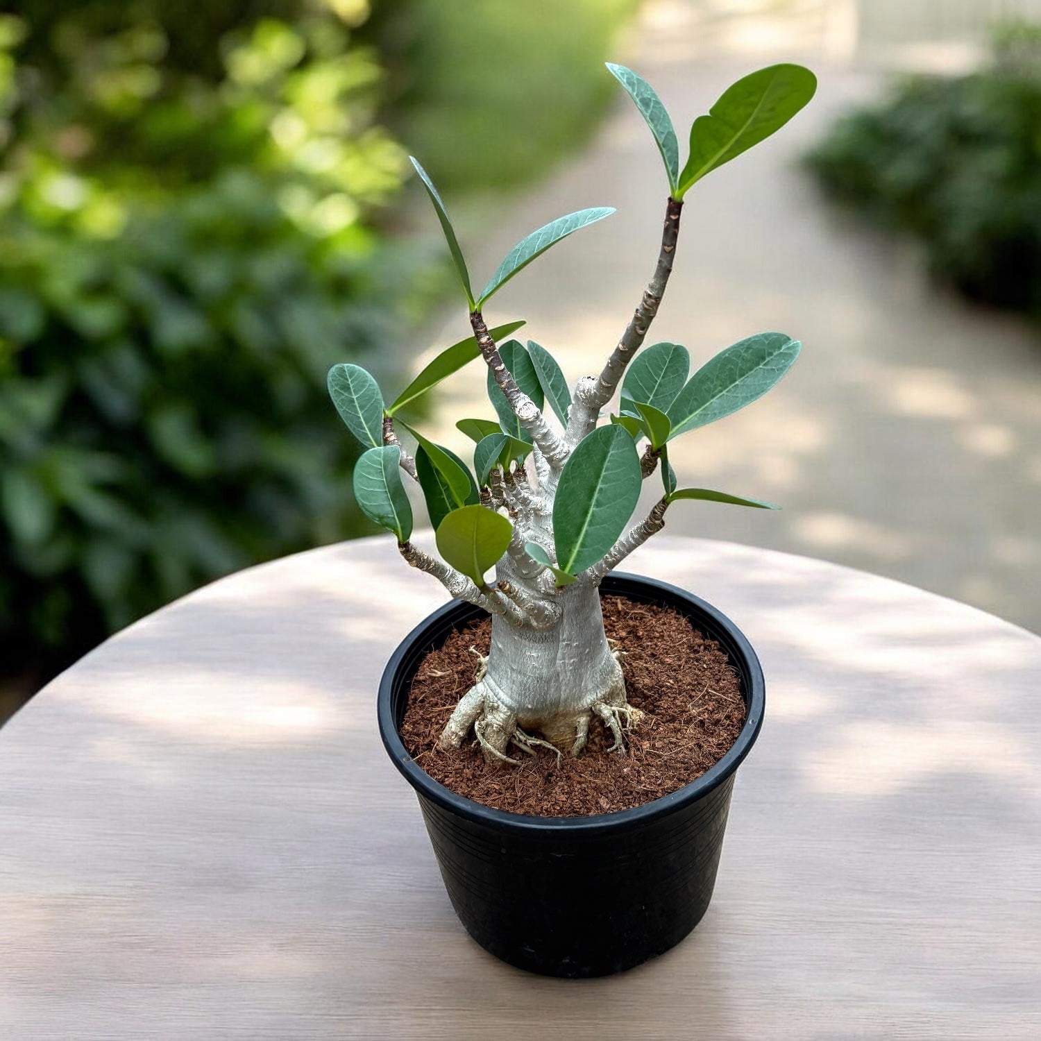 Adenium arabicum 'Baobab' D15