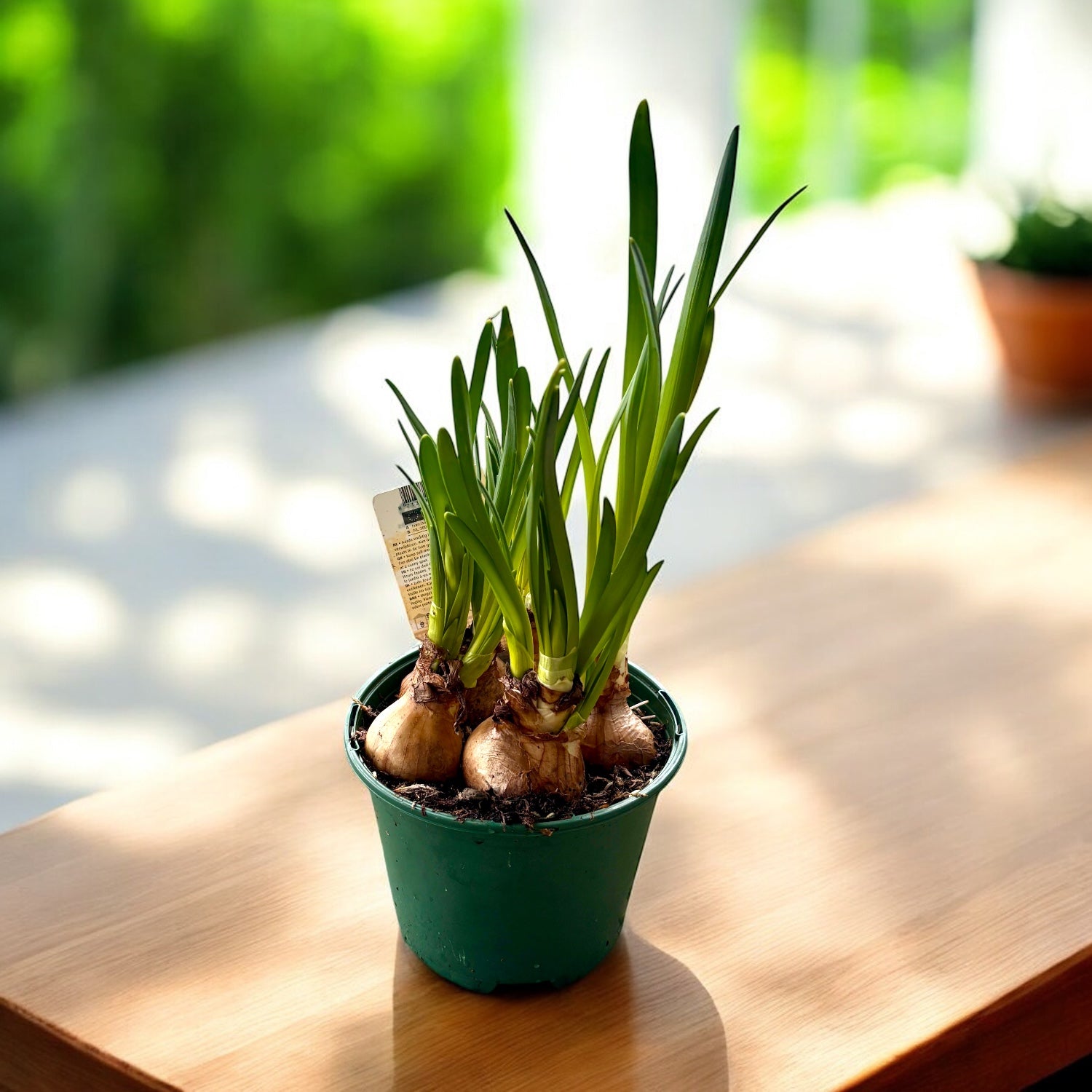 Narcise galbene intens parfumate - Narcissus ‘Quail’