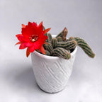 Chamaecereus silvestrii