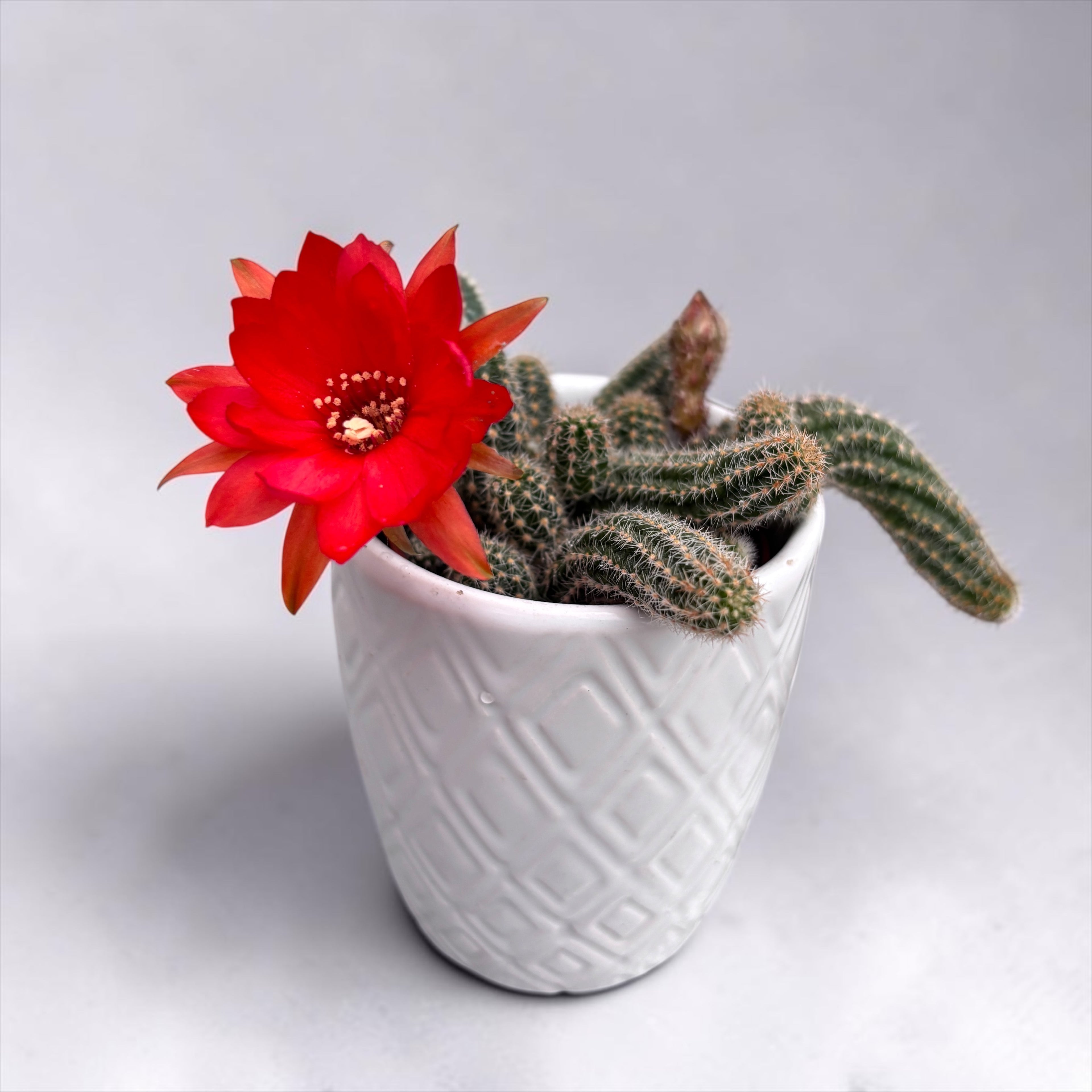 Chamaecereus silvestrii