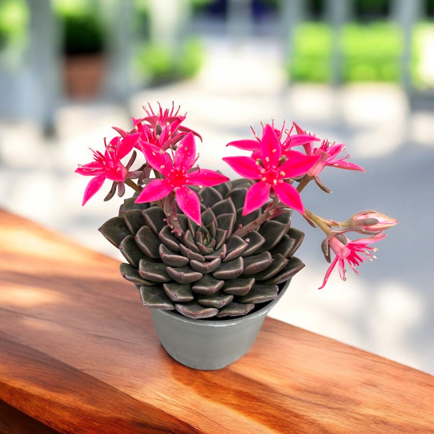 Graptopetalum bellum (Tacitus bellus)