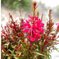 Gaura lindheimeri ‘Gaudi Red’ – planta perena cu flori roz-rosiatice