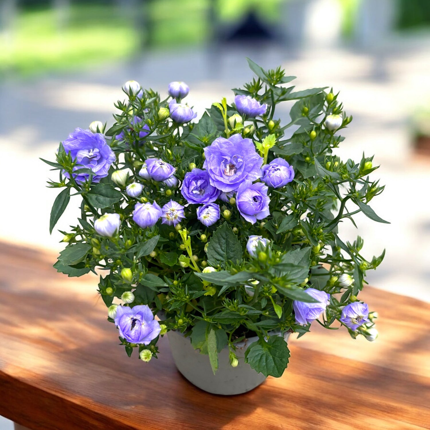 Campanula 'Bloom Blue Ocean' - campanula compacta cu flori duble