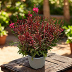 Gaura lindheimeri ‘Gaudi Red’ – planta perena cu flori roz-rosiatice