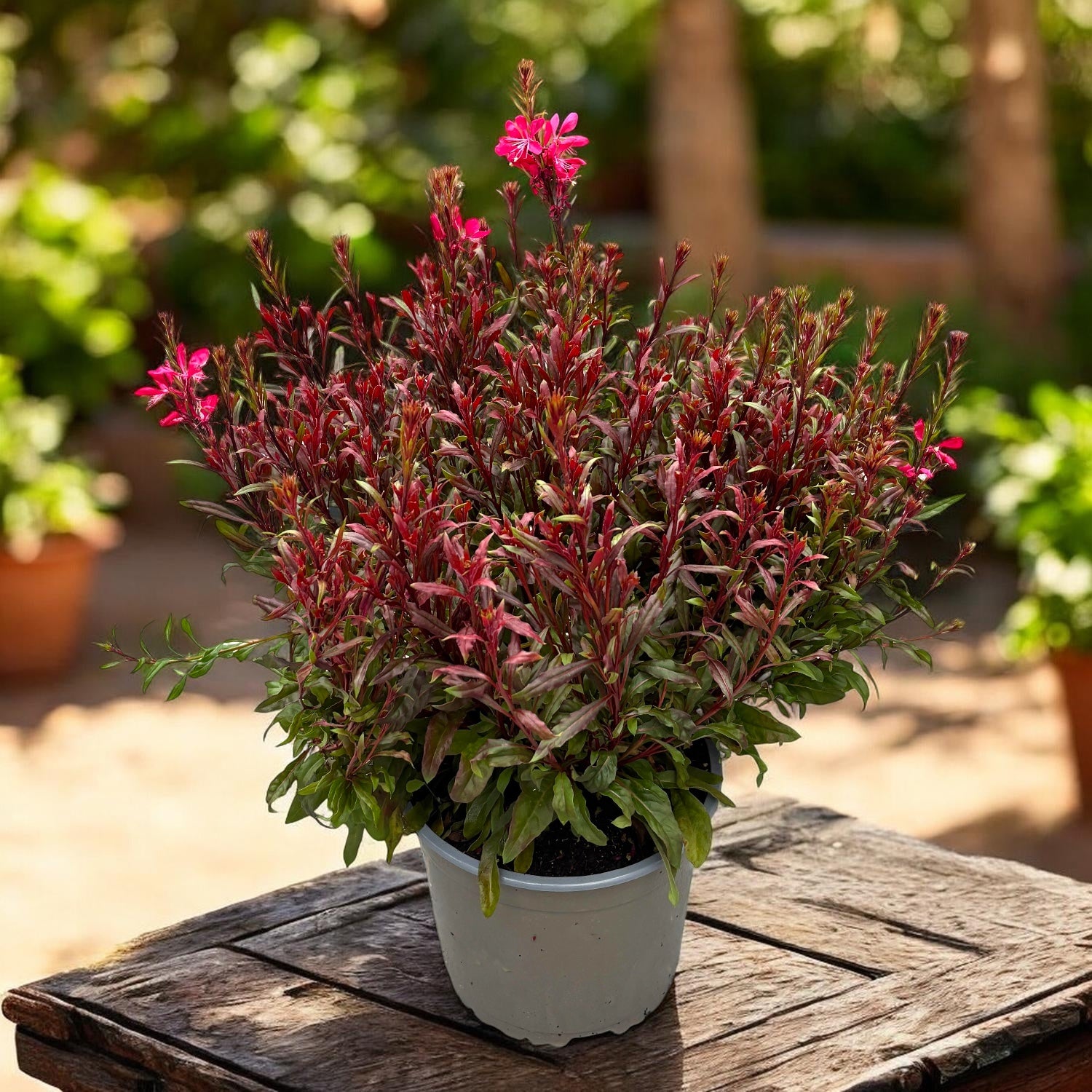 Gaura lindheimeri ‘Gaudi Red’ – planta perena cu flori roz-rosiatice