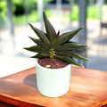 Sansevieria ‘Stylish Fan’