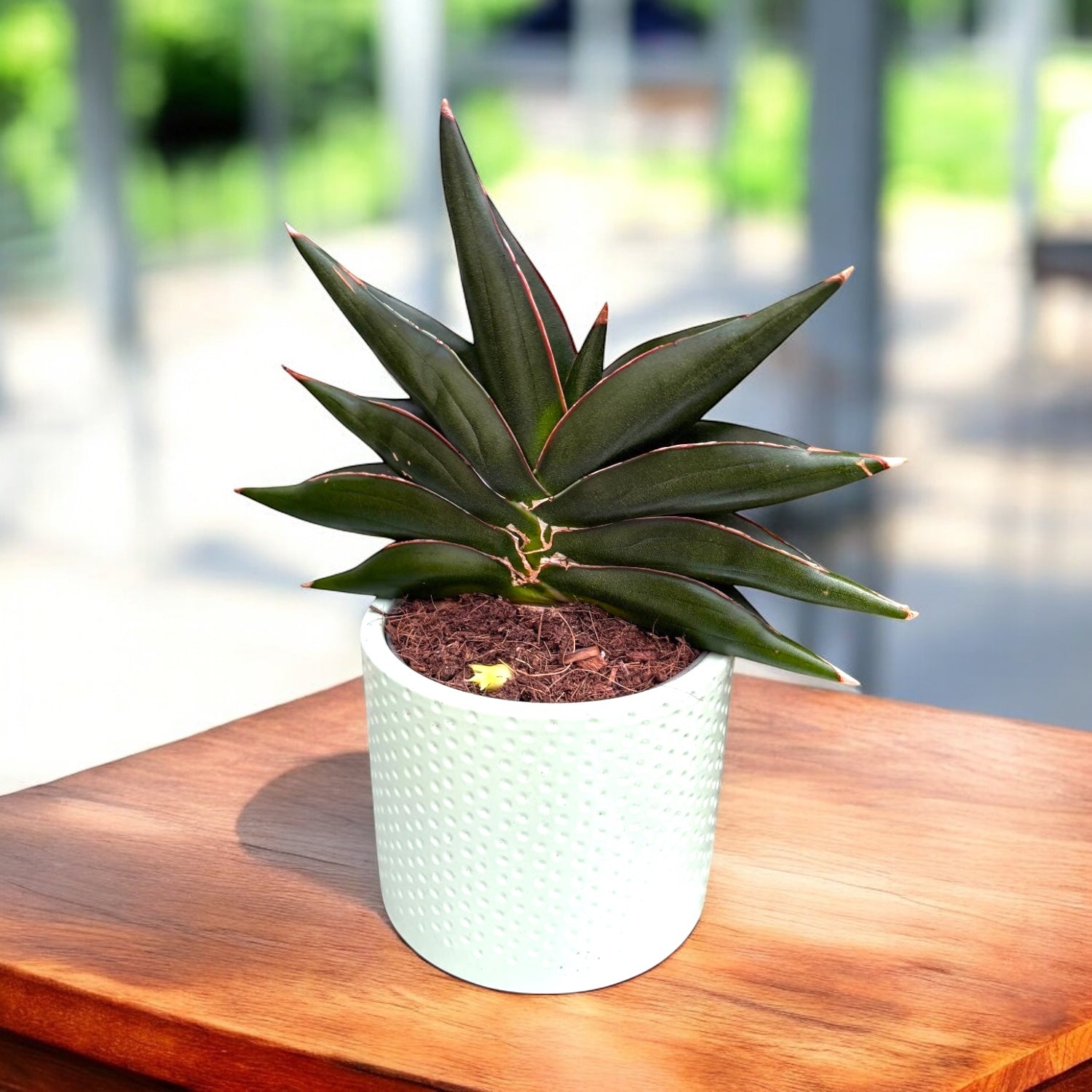 Sansevieria ‘Stylish Fan’