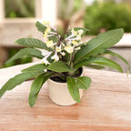 Streptocarpus 'Alissa'