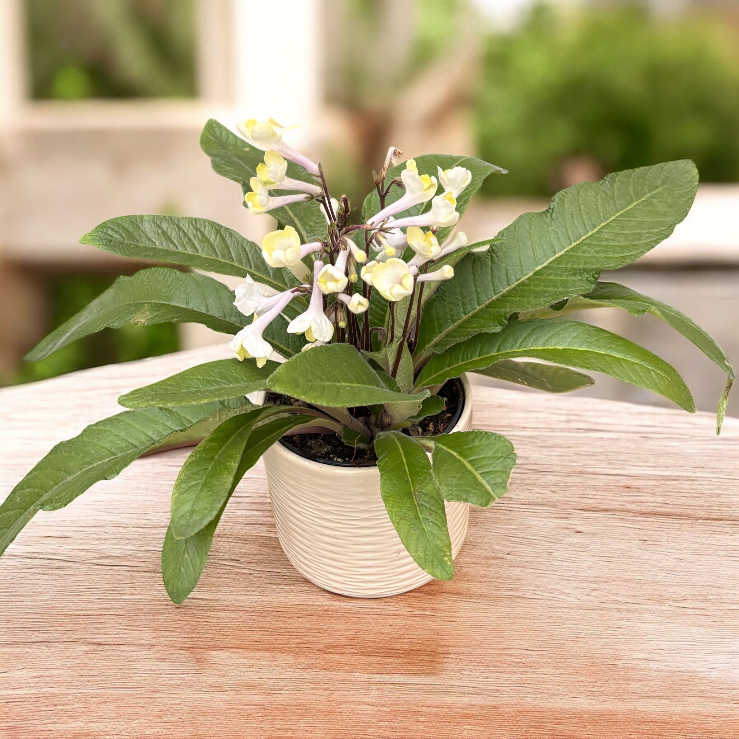 Стрептокарпус „Алиса“