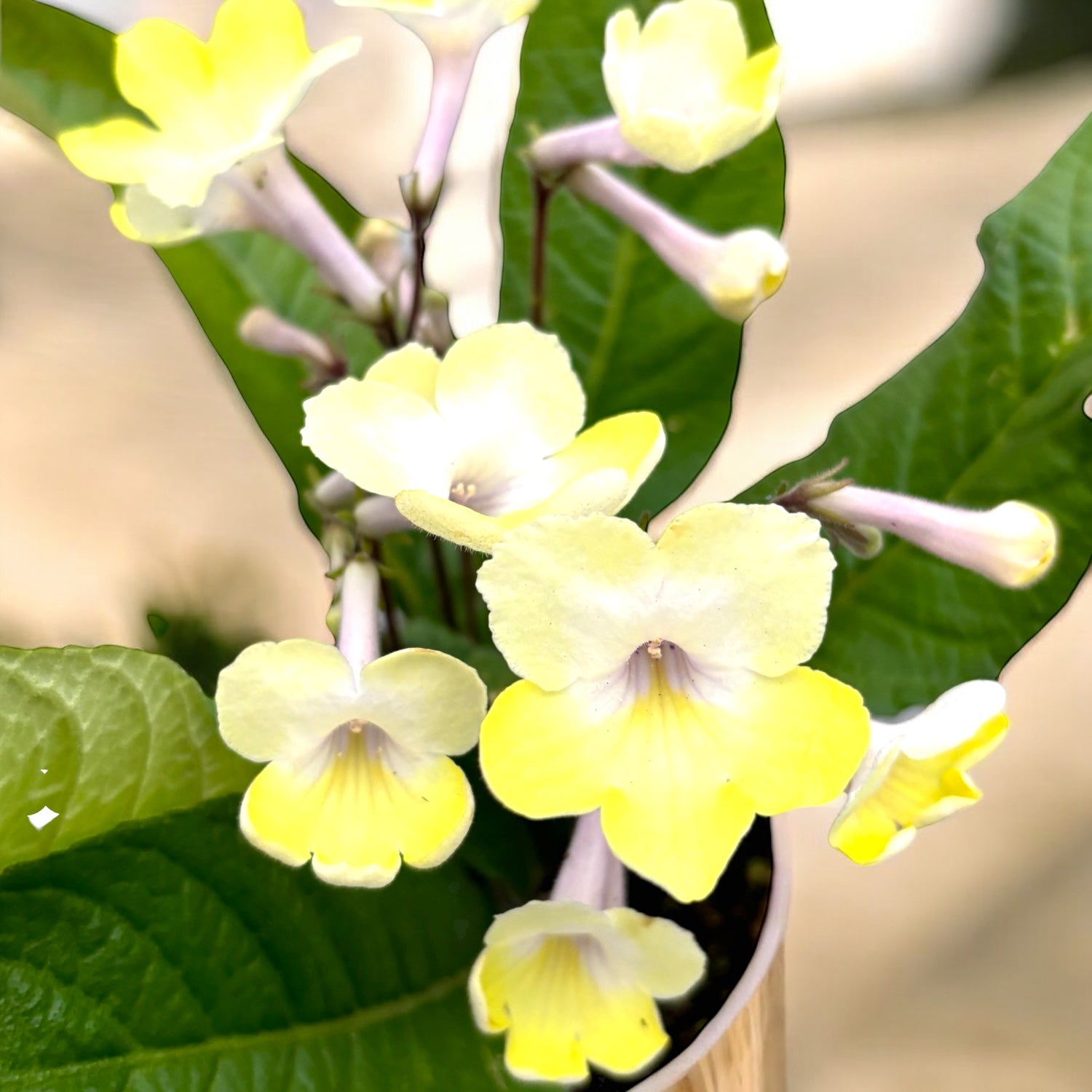 Стрептокарпус „Алиса“