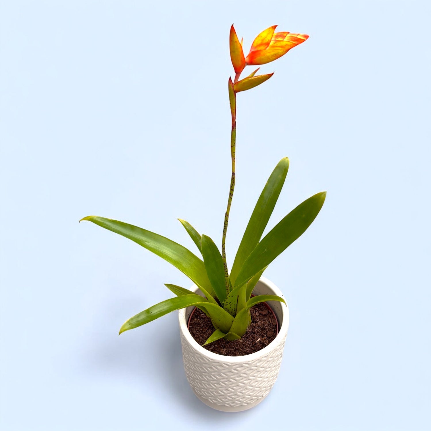 Tillandsia dyeriana - bromelie tropicala cu inflorescenta spectaculoasa