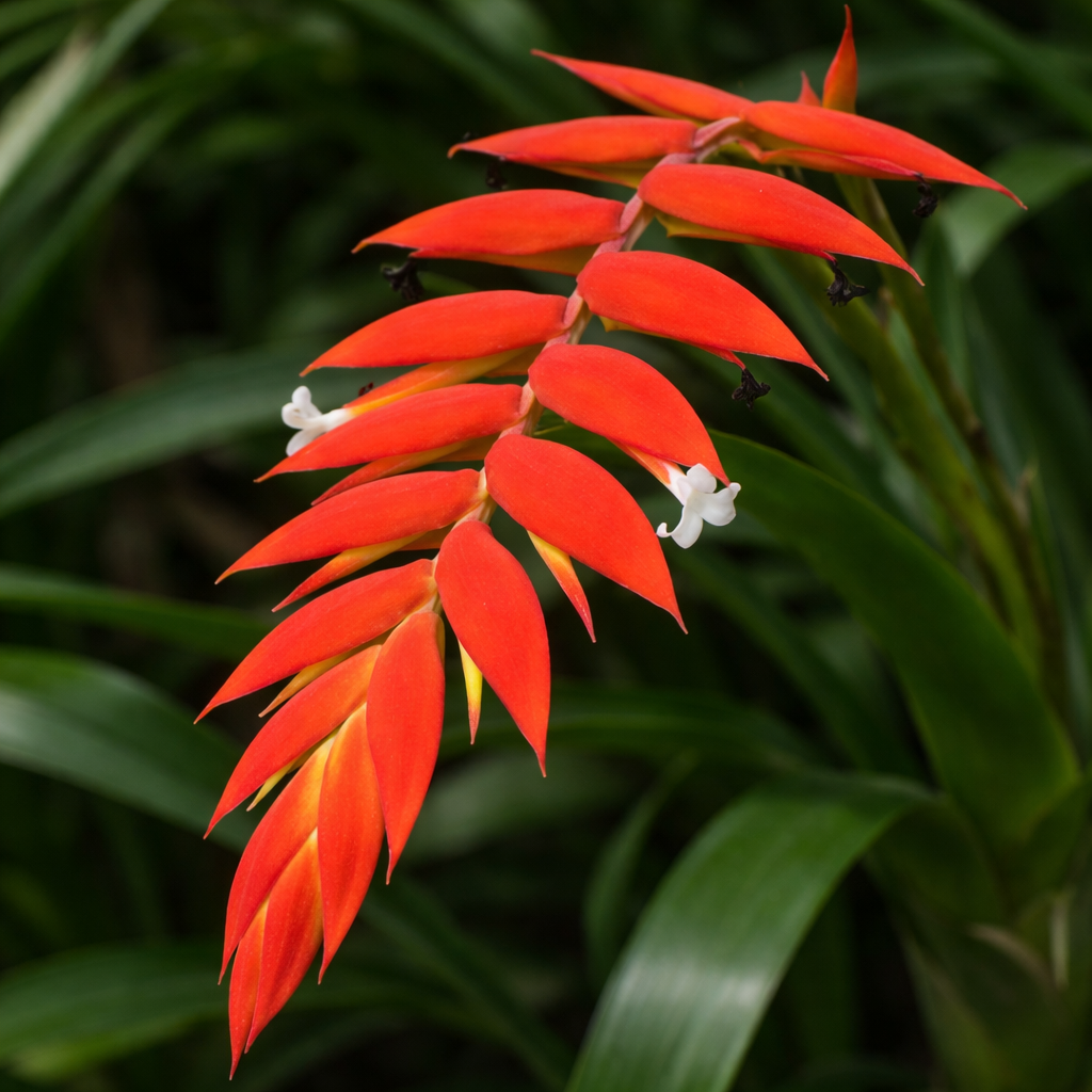 Tillandsia dyeriana - bromelie tropicala cu inflorescenta spectaculoasa