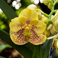 Vanda Sunanda Yellow Henna (ANSU)
