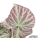 Begonia Silver Jewel - frunzis metalizat si aspect luxuriant