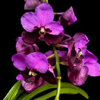 Vanda Divana Rose Marron
