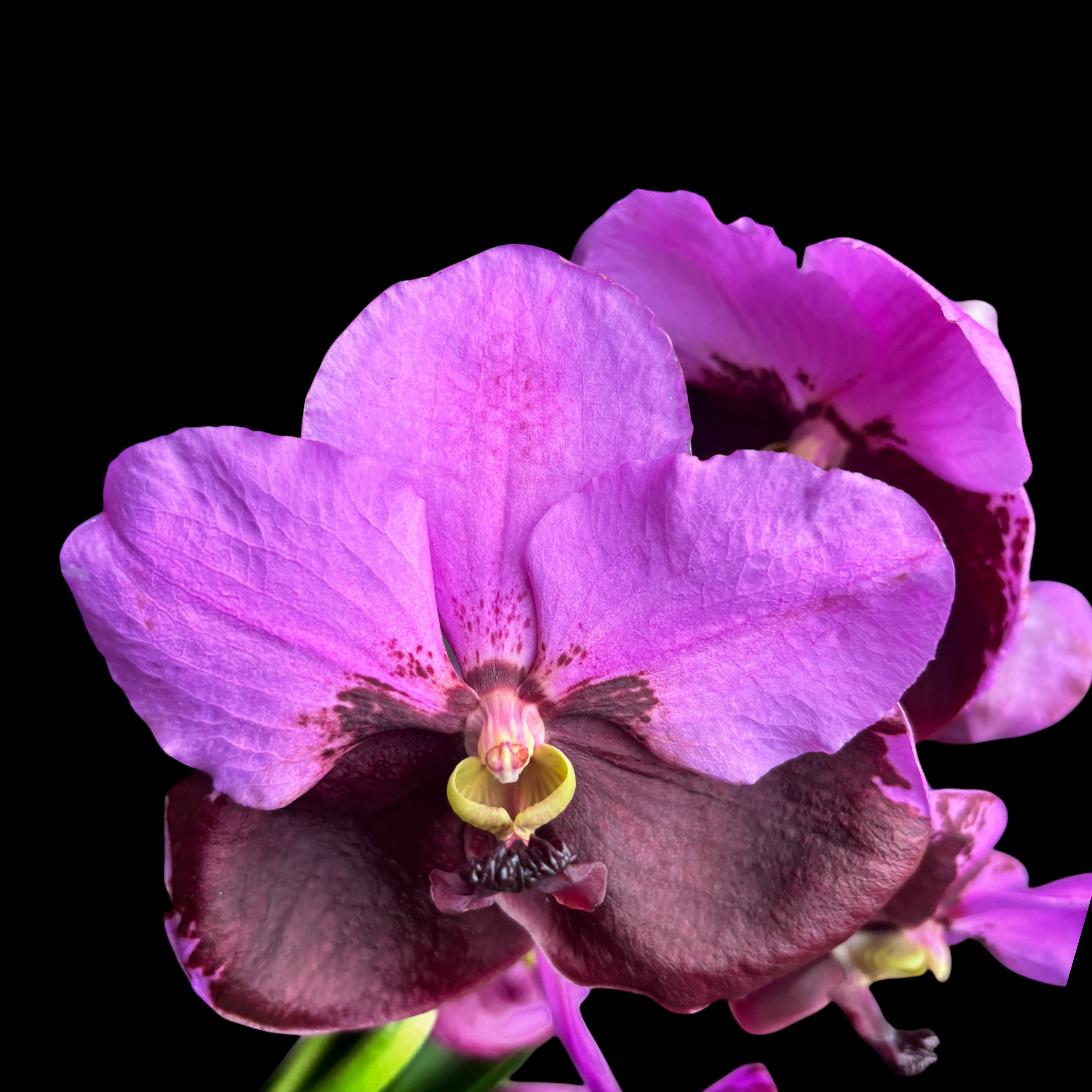 Vanda Divana Pink Maroon (ANSU)