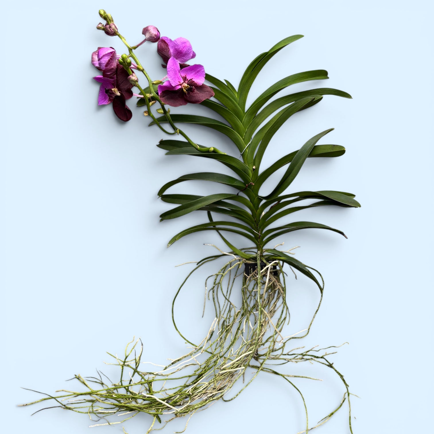 Vanda Divana Rose Marron