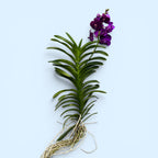 Vanda Nitaya Velvet Blackberry (Ansu)