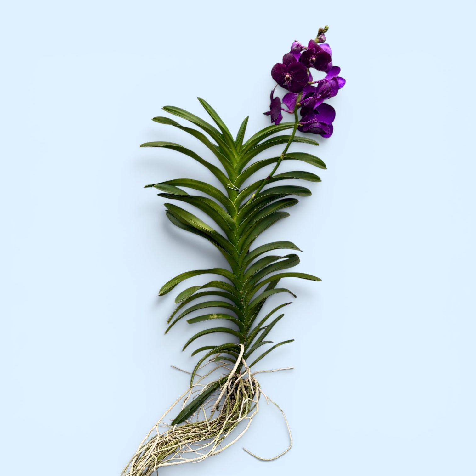 Vanda Nitaya Velvet Blackberry (Ansu)