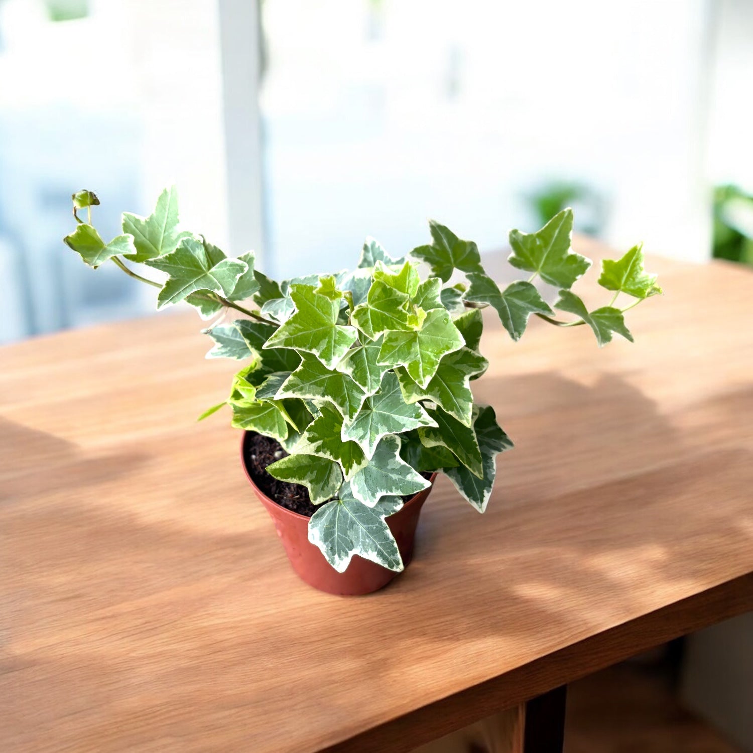 Hedera helix 'White Wonder' - iedera variegata cu frunzis verde-crem