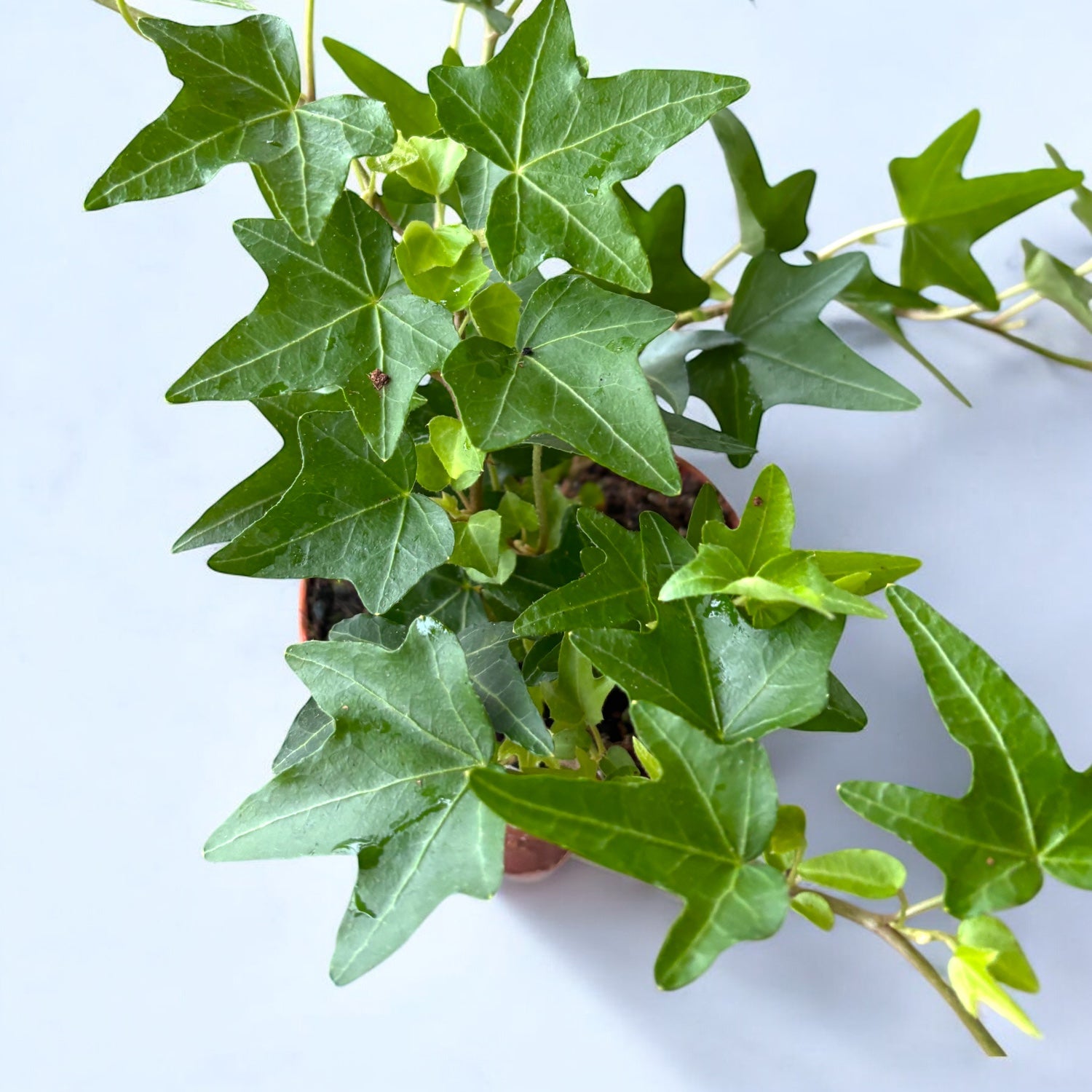 Iedera - Hedera helix 'Shamrock' D8