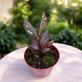 Begonia Julau Type 2