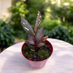 Begonia Julau Type 2