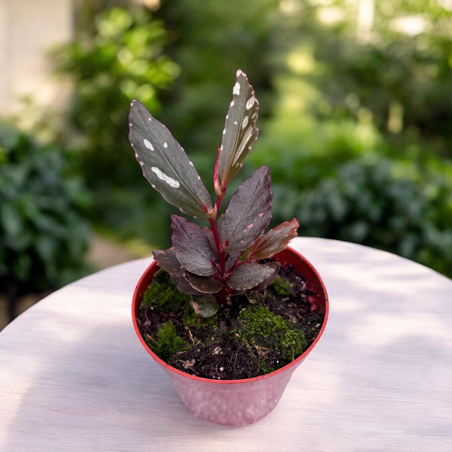 Begonia Julau Type 2