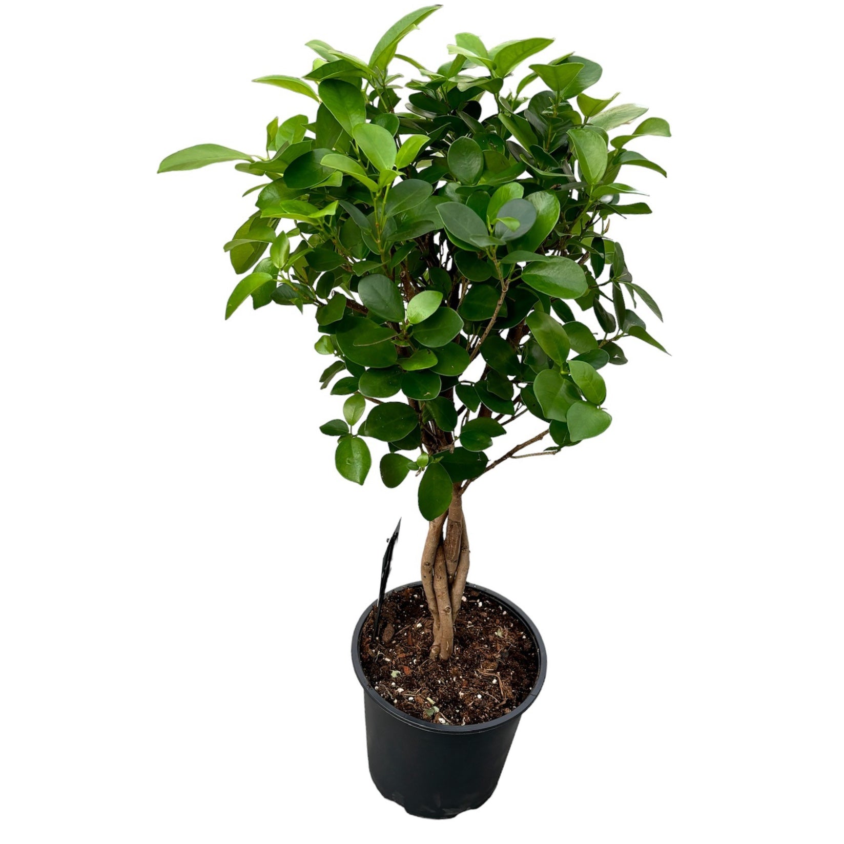 Ficus microcarpa 'Moclame' braided – Floraria Secret Garden (SG)