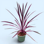Cordyline australis ‘Pink Passion’ - cordiline cu frunze roz-fuchsia