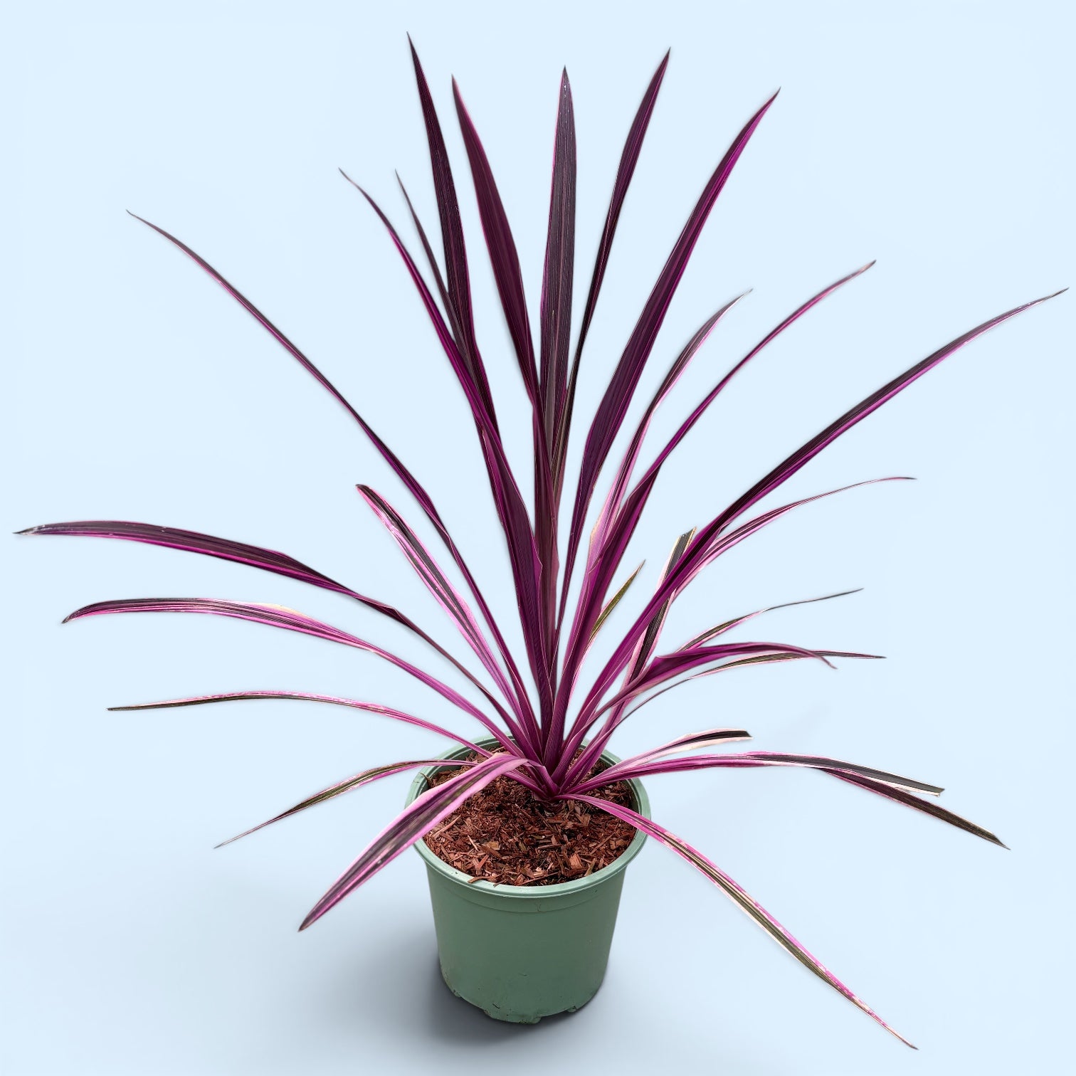 Cordyline australis ‘Pink Passion’ - cordiline cu frunze roz-fuchsia