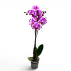 Phalaenopsis Anthura Brother You