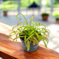 Drosera Capensis - Himlens dagg D8