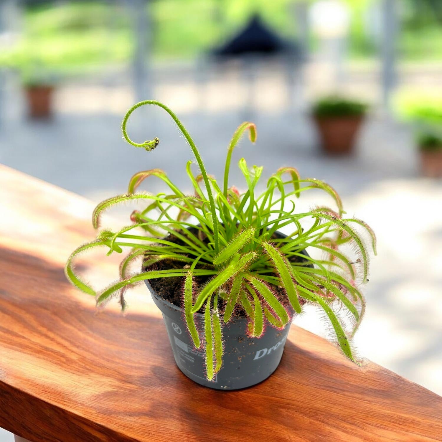 Drosera Capensis - Himmelstau D8
