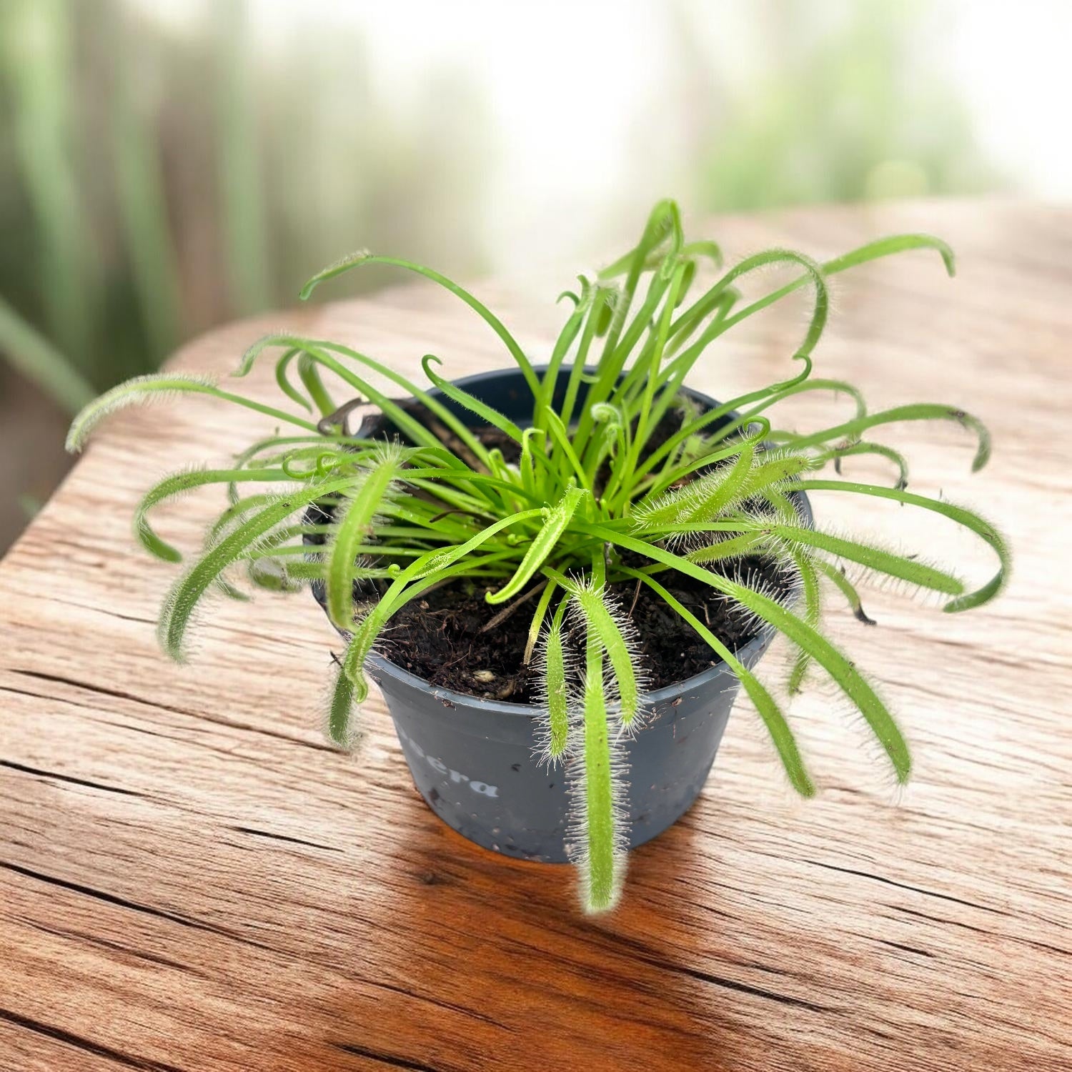 Drosera Capensis Alba - Himmels Tau D8