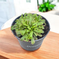 Drosera Aliciae (Rosa neba)