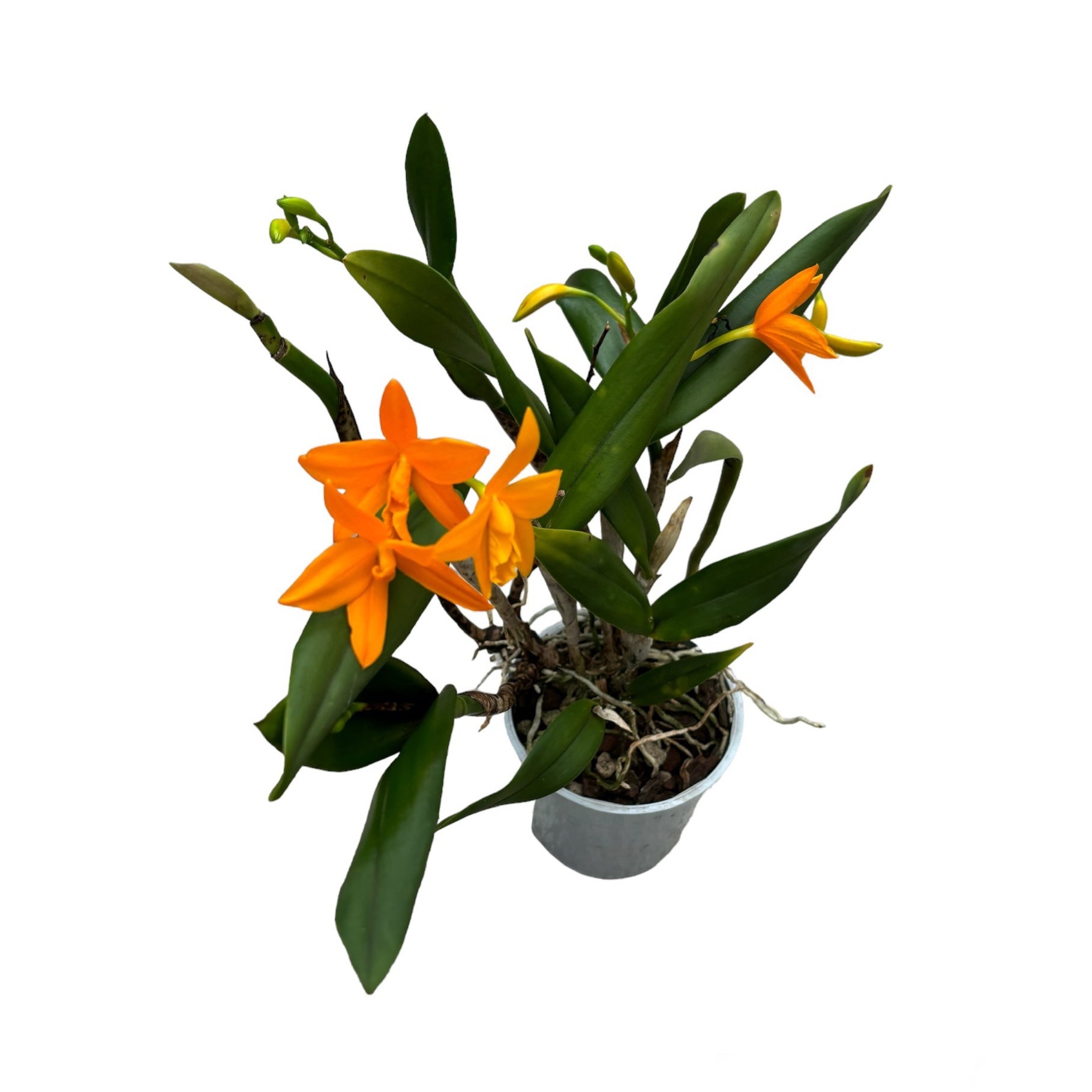 Cattleya arancione #01