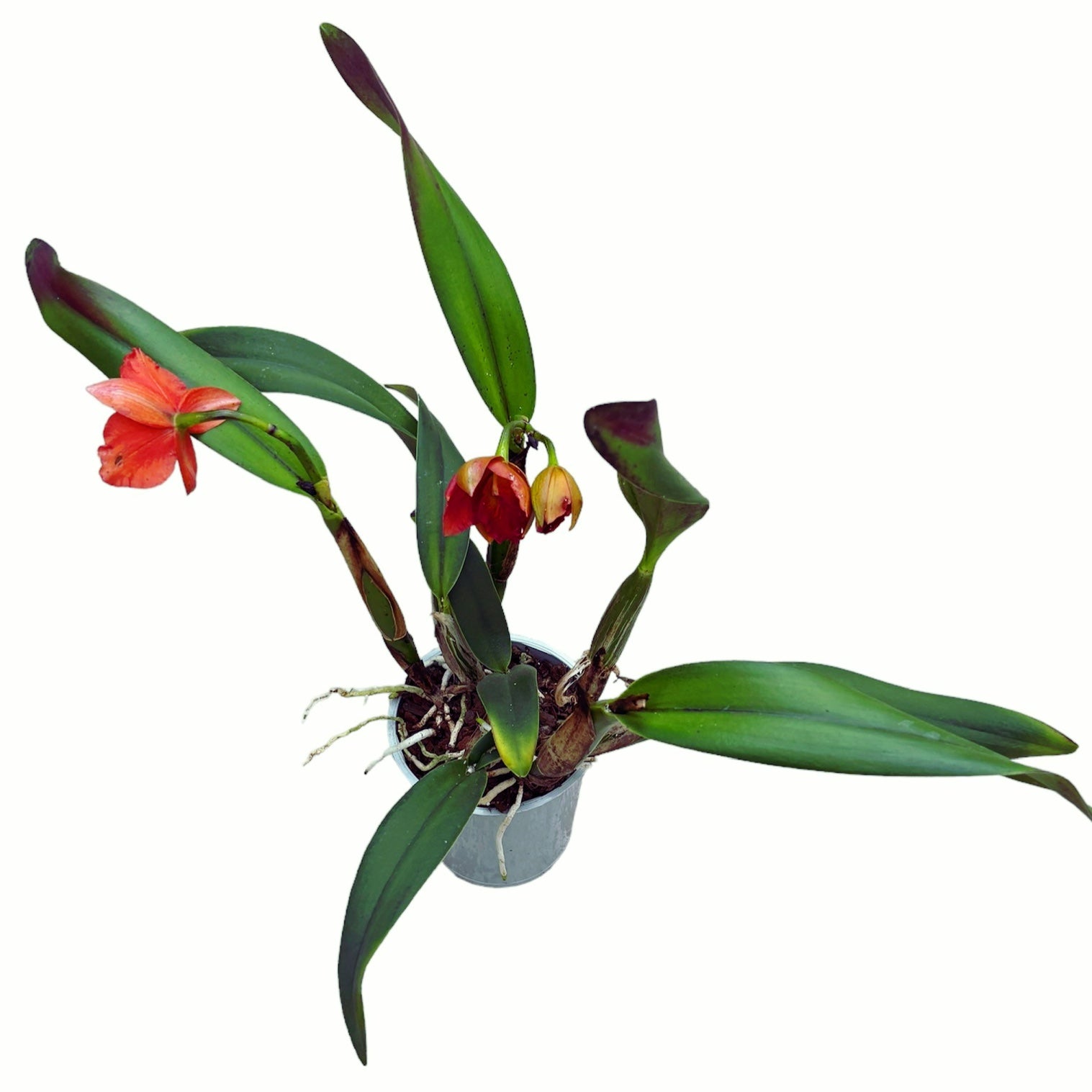 Cattleya portocalie #03