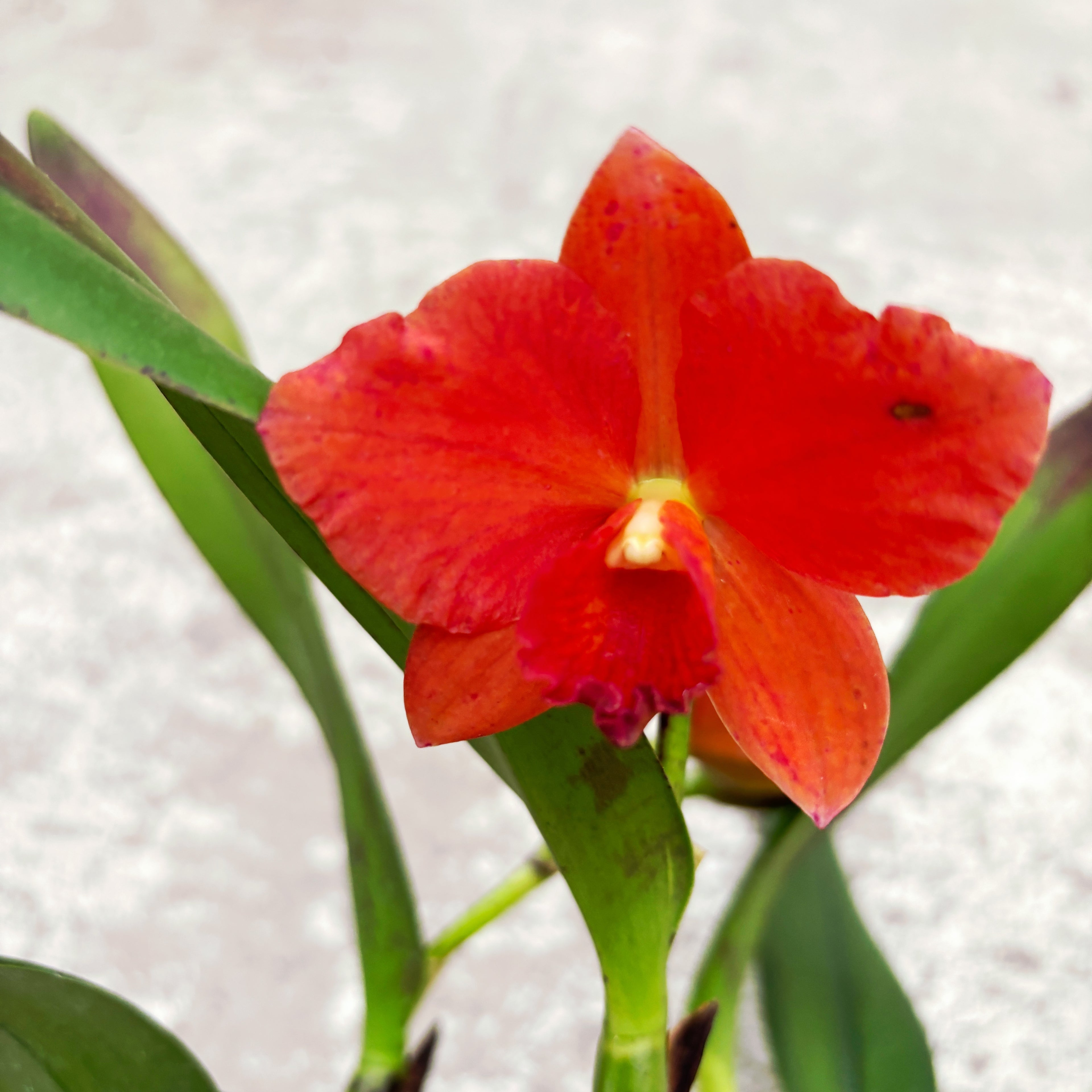 Cattleya portocalie #03