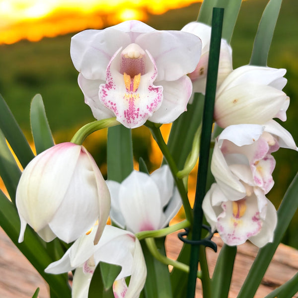 Cymbidium Snow White