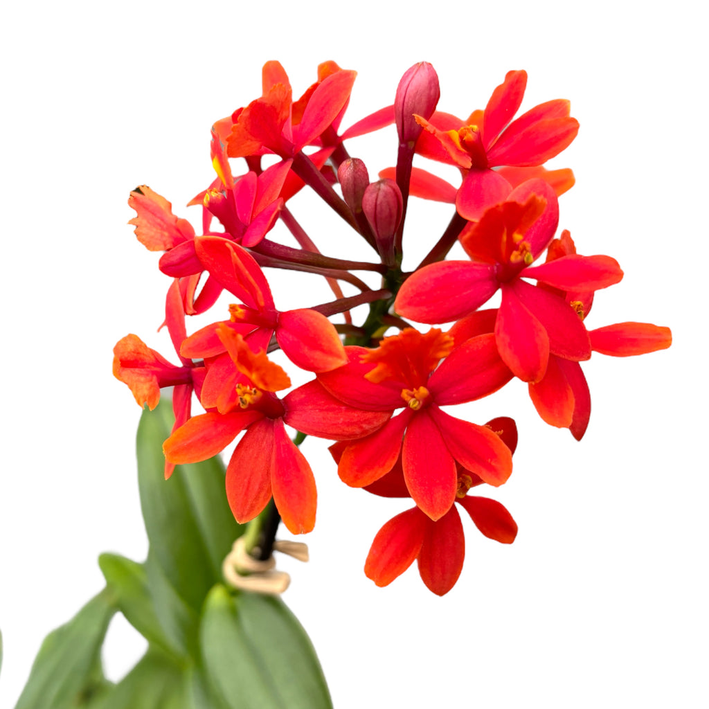 Epidendrum radicans 'Nordic Fire’